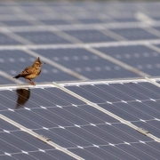 photo 2024 01 29 10 37 50 180x180 - کدام نیروگاه خورشیدی برای محیط زیست بهتر است: نیروگاه خورشیدی خانگی یا مزرعه بزرگ خورشیدی؟