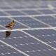 photo 2024 01 29 10 37 50 80x80 - ایالات متحده 22 میلیون هکتار را با پنل های خورشیدی پوشش می دهد